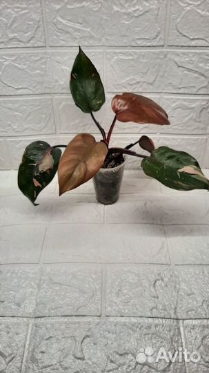 Филодендрон