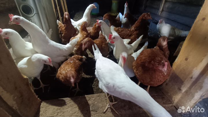 Куры несушки