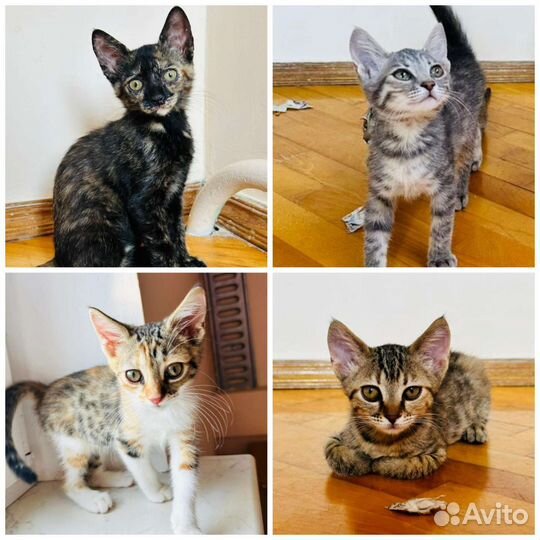 Котята ищут семью