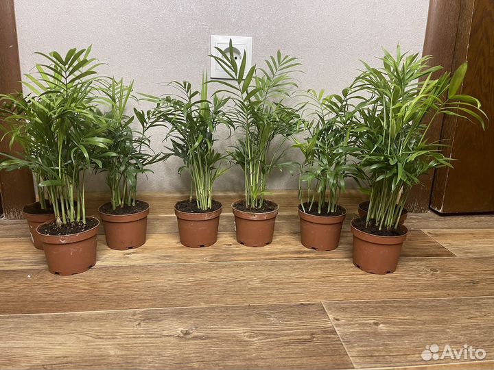 Комнатные цветы пальма хамедорея