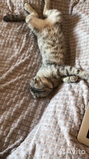 Отдам в добрые руки молодую кошечку