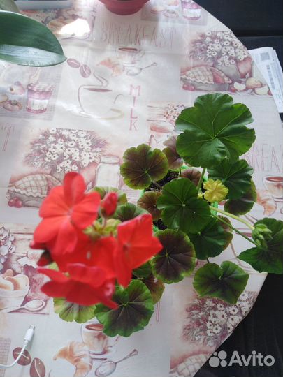 Пеларгония