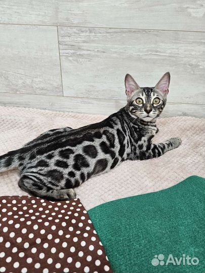 Самый сладкий мальчик бенгальчик