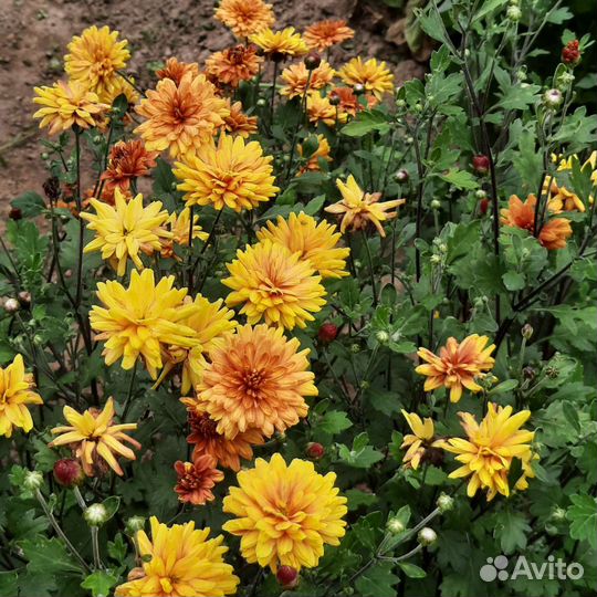 Хризантемы