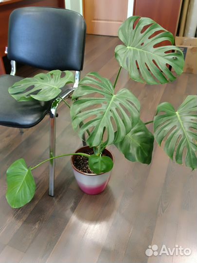 Монстера делициоза и другие растения
