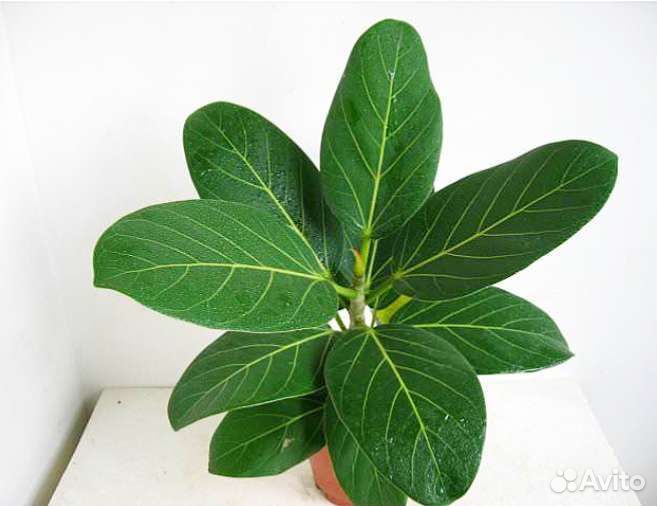 Фикусы разные