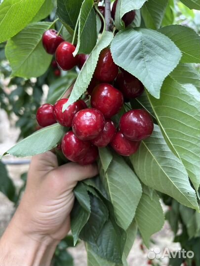Черешня оптом