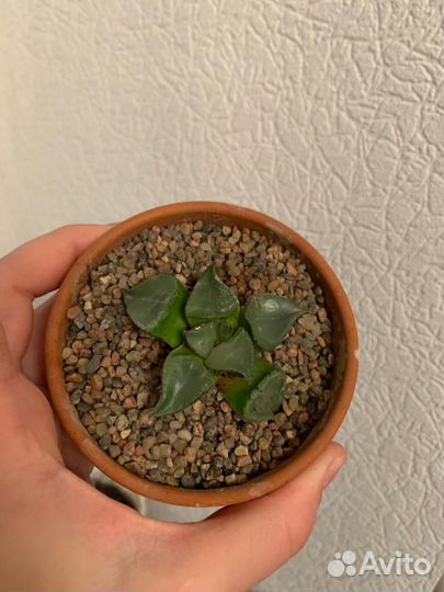 Хавортии разные