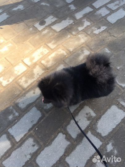 Случка (Вязка) собак, мини шпиц