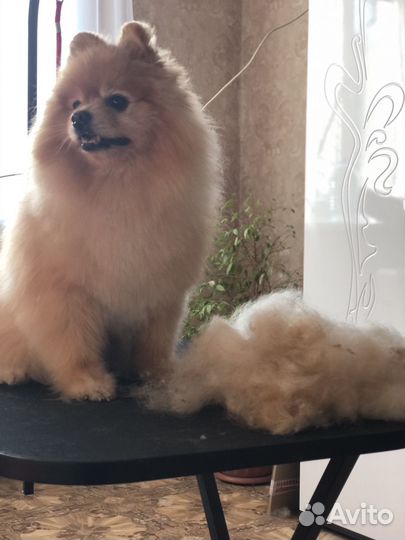 Стрижка собак