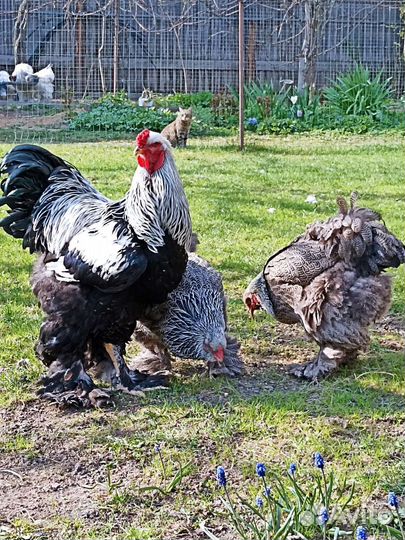 Брама, тёмная, светлая, Виандот