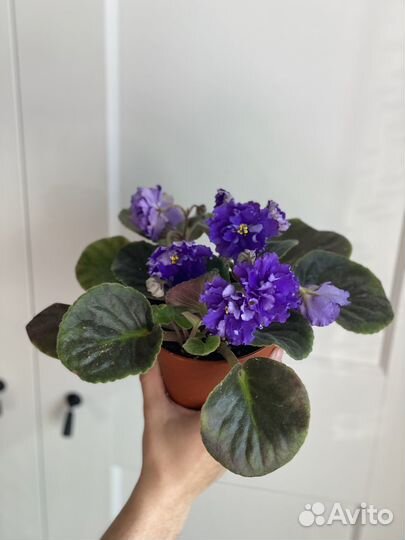 Крупная сортовая фиалка спорт «Бегущая по волнам»