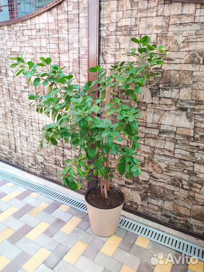 Фикус микрокарпа