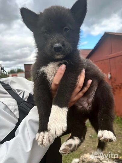 Щенок в добрые руки