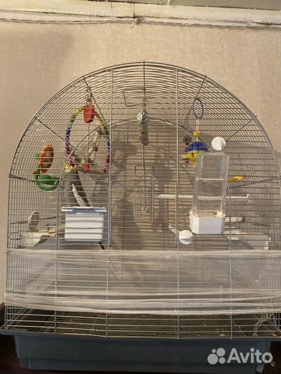 Попугай корелла с клеткой