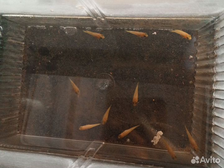 Лабидохромис еллоу