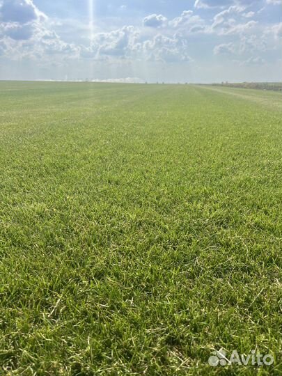 Рулонный газон с укладкой