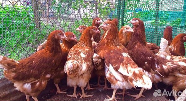 Куры Несушки