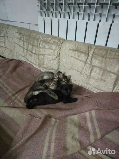 Котята в добрые руки бесплатно