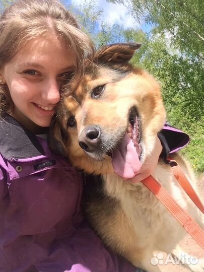 Выгул собак и зооняня