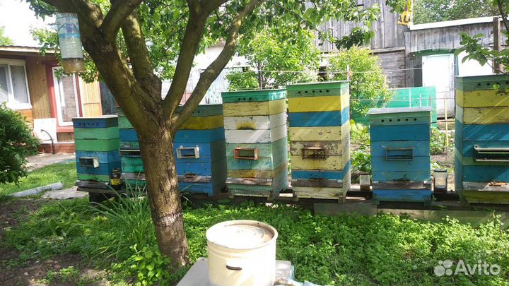 Продам пасеку