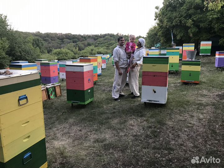 Мед 2023 мёд свежий. Мёд в сотах