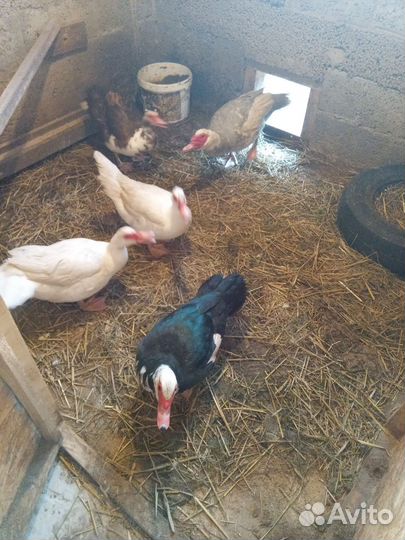 Индоутки,петухи