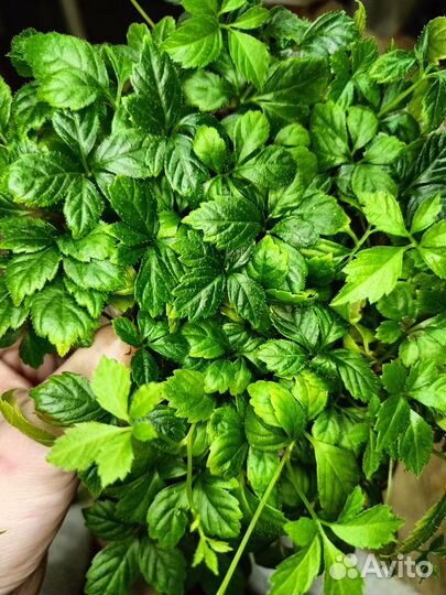 Гиностемма пятилистная