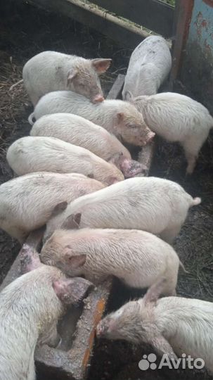 Поросята ландрас