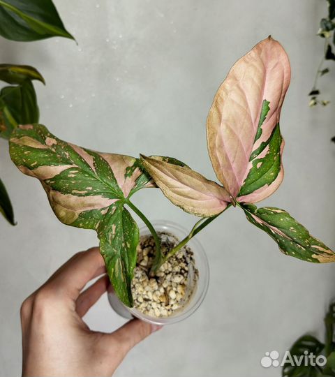 Сингониум биколор,триколор,голд,пинк мини,роксана