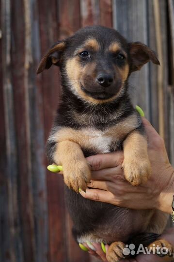 Маленькая собака