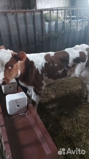 Сельхоз животные