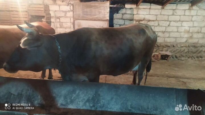 Корова дойная