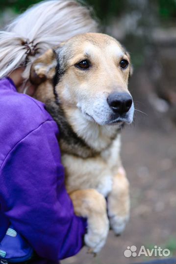 Собака в добрые руки