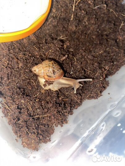 Улитки ахатины