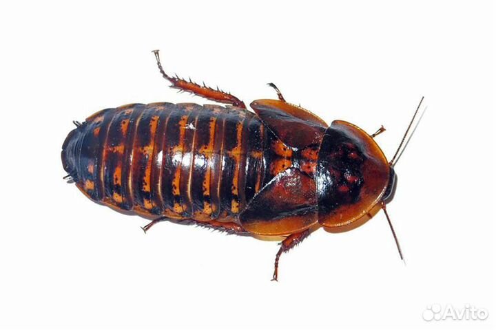 Таракан Блаптика