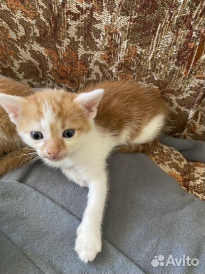 Рыжие котята