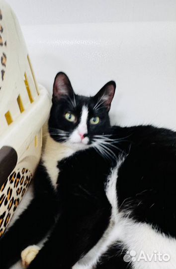 Кошечка ручная