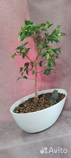 Бонсай. Фикус бенджамина