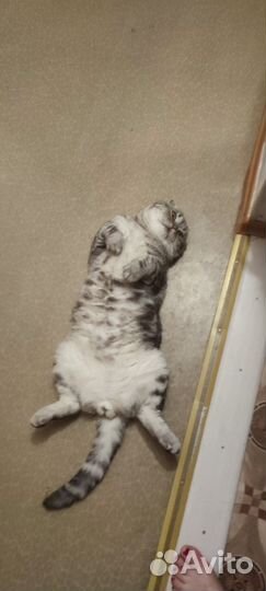 Шотландский кот вязка
