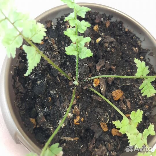 Детка папоротника Грин фэнтэзи