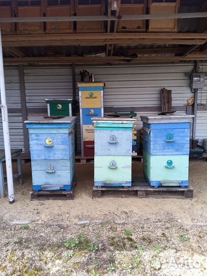 Продам пасеку