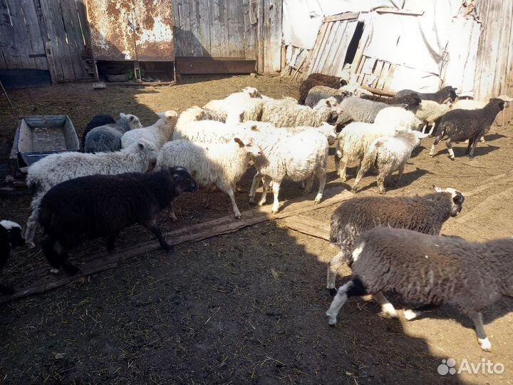 Курдючные бараны овцы