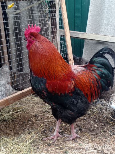 Петухи породистые