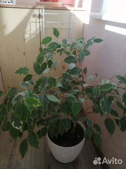 Фикус бенджамина