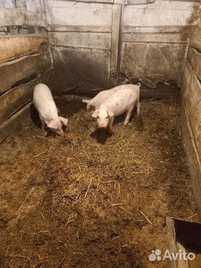 Поросята ландрас