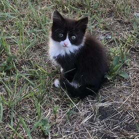 Котята в добрые руки мальчики