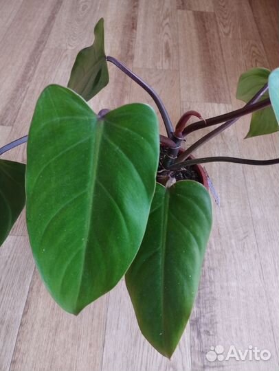 Комнатные цветы филодендрон