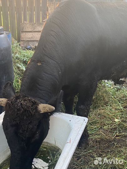 Быки на мясо живым весом