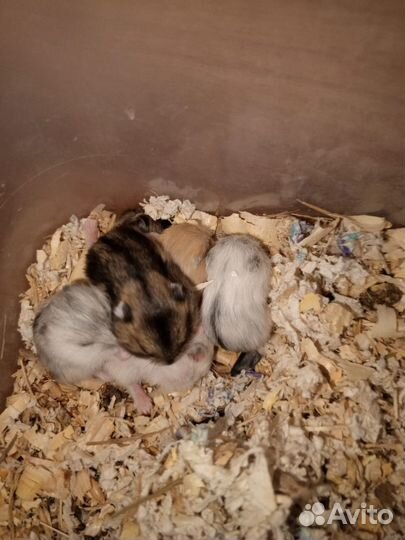 Хомяки джункарские